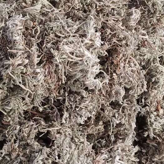 玉林绵茵陈新货上市