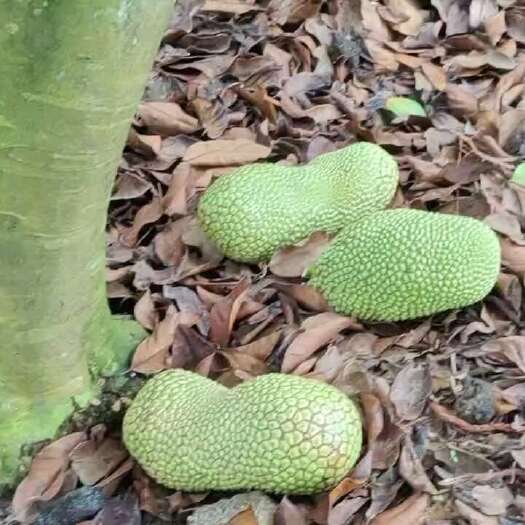 万宁市海南榴莲蜜