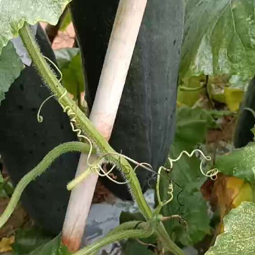 扶绥县黑皮冬瓜，0.5毛