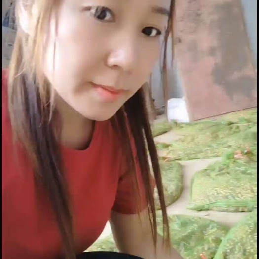 来宾活体蚂蚱