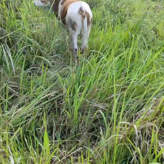 丰都西杂小牛犊小母牛公牛