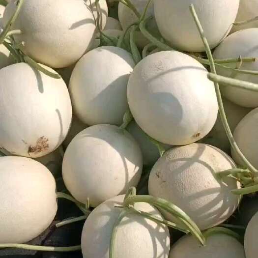滑县玉菇