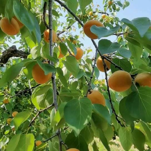 保定金太阳杏