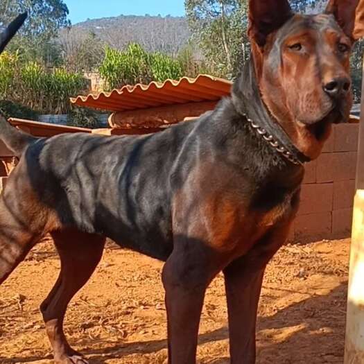 易门县黑狼犬幼犬，莱州红犬幼犬