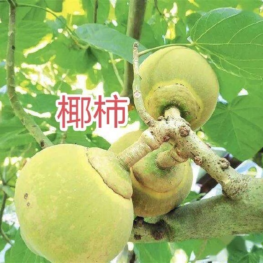 灵山县椰柿苗，布袋杯苗带土带叶发货