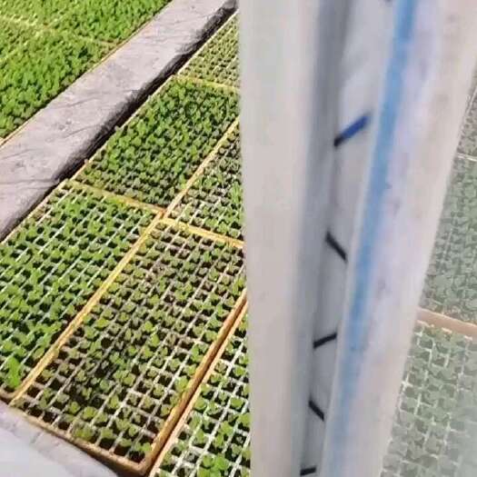 陆良县意大利生菜苗