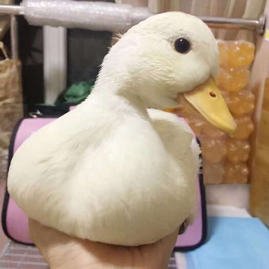 嘉祥县网红科尔鸭什么价格