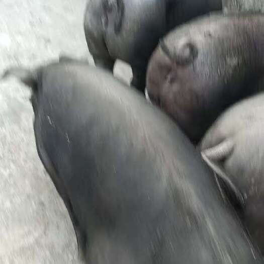 景东县散养黑猪