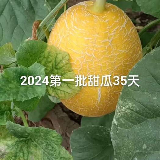 南宁哈密瓜