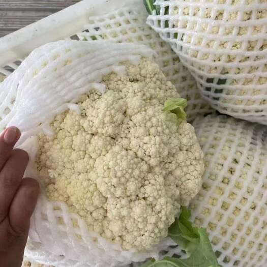定西大本人常量供应松花菜，产地一手货源。量大质优。支持视频看货