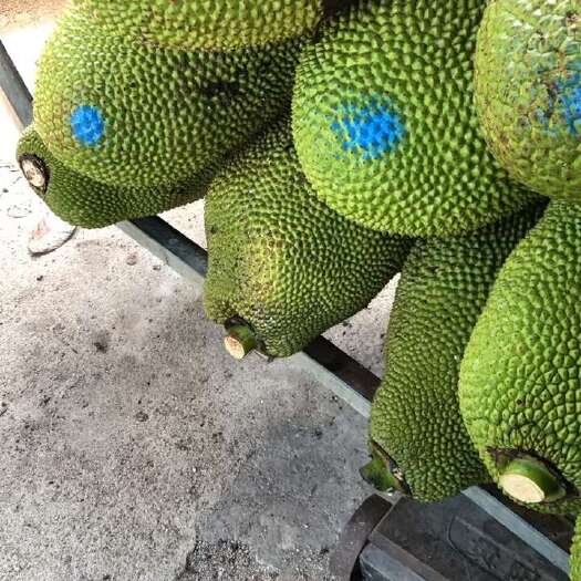 琼海市菠萝蜜