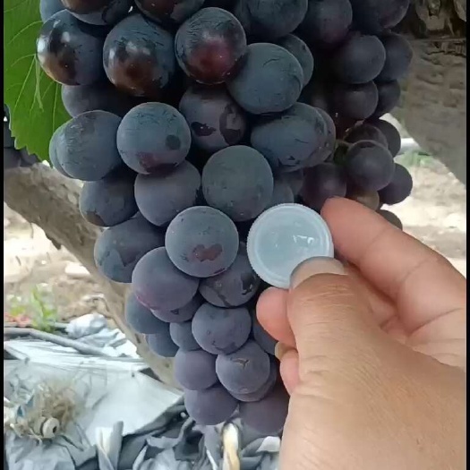 宁陵县精品夏黑