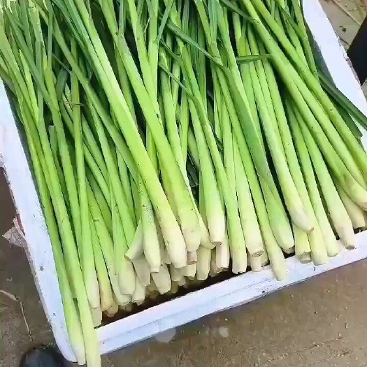 柠檬香茅草