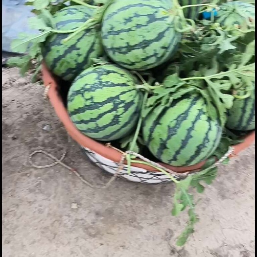 上海正宗南汇原苗8424纯手工对花