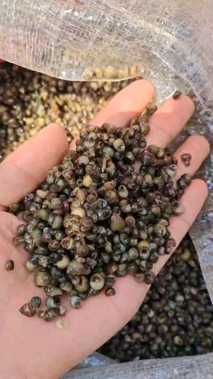 蚂蝗饵料，子螺，飘罗