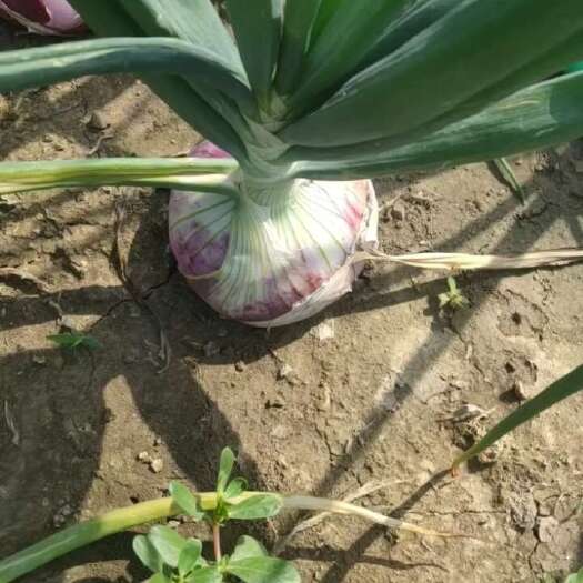 邢台红皮洋葱