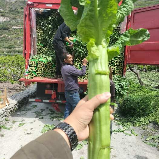 茂县四川三青莴笋杆