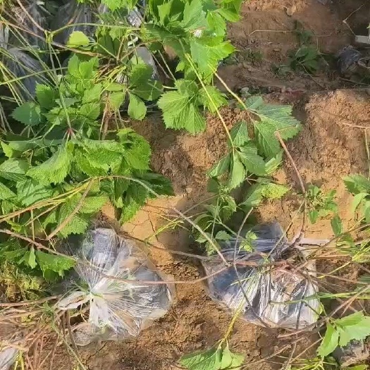 曲阳县营养杯五叶地锦爬山虎