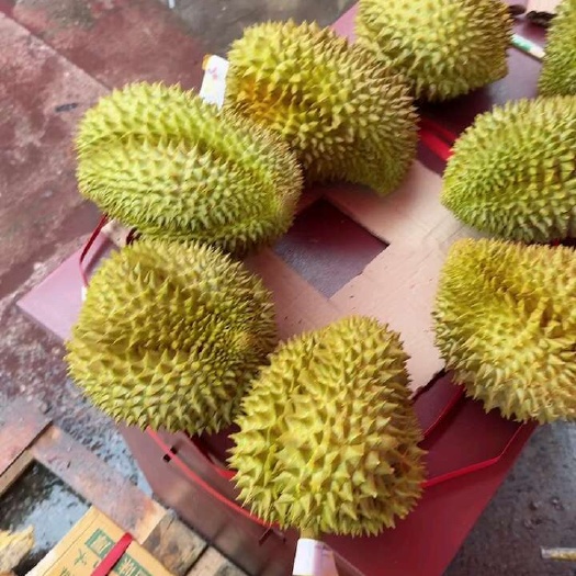 成都榴莲批发