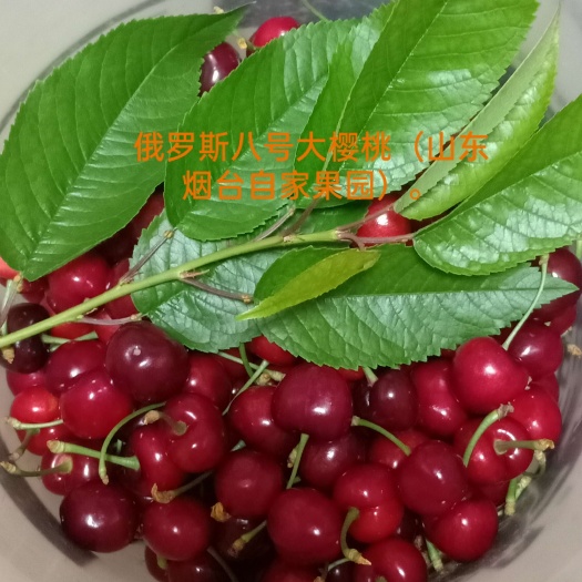 烟台俄罗斯8号