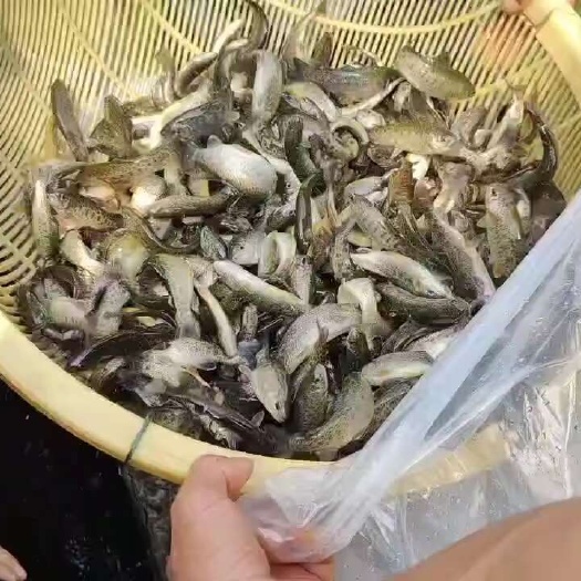眉山虹鳟鱼苗