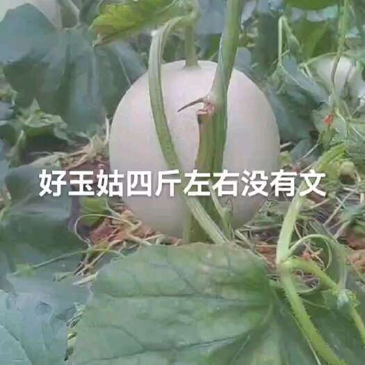 滑县玉菇