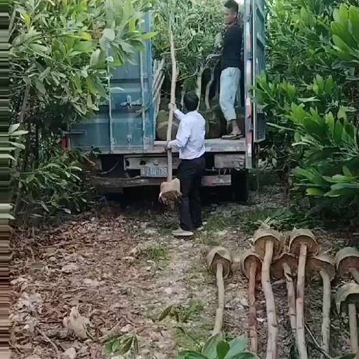 揭阳相思树马占相思相思大量现货供应