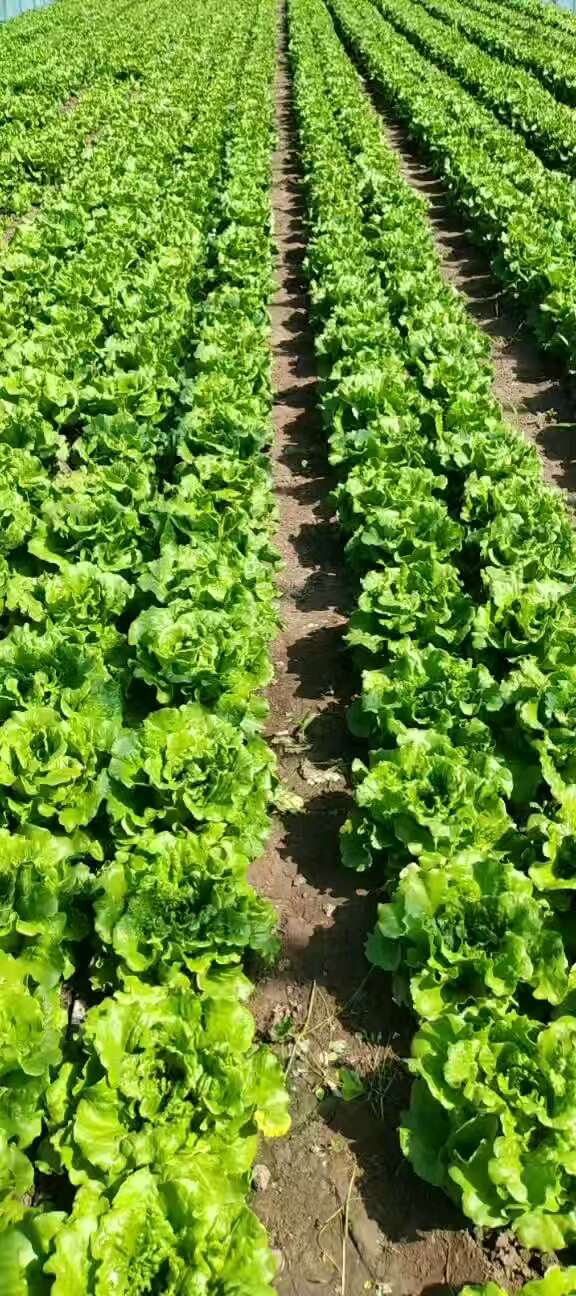 张家口地区散叶生上市中