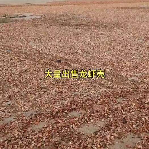 肥城市虾壳粉
