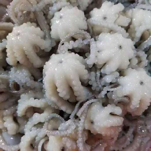 福安市章鱼
