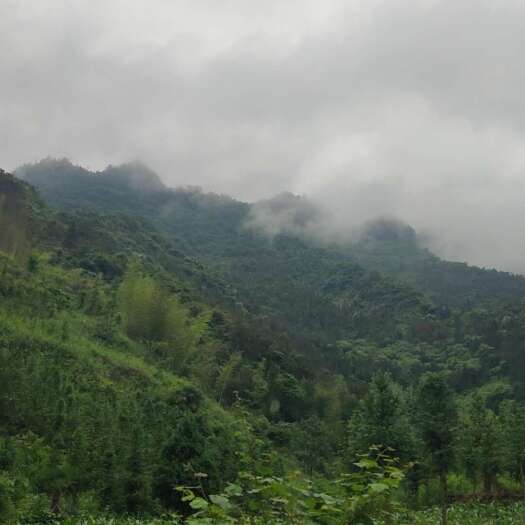铜仁贵州本地生态放养山羊，好山好水养好羊。