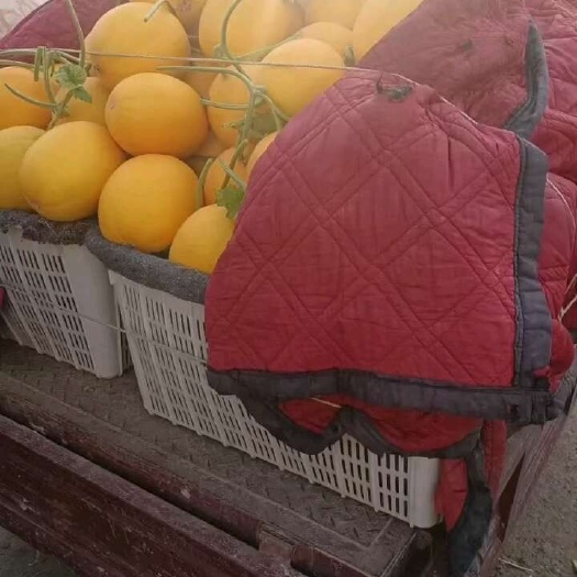 滑县久红瑞甜瓜