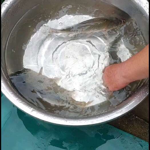 祁东县鲫鱼