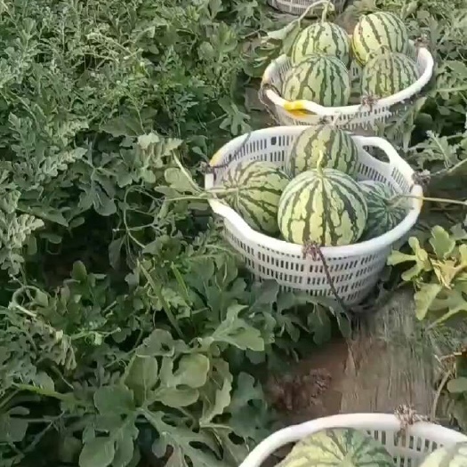 襄樊麒麟西瓜 湖北省襄阳市襄州区