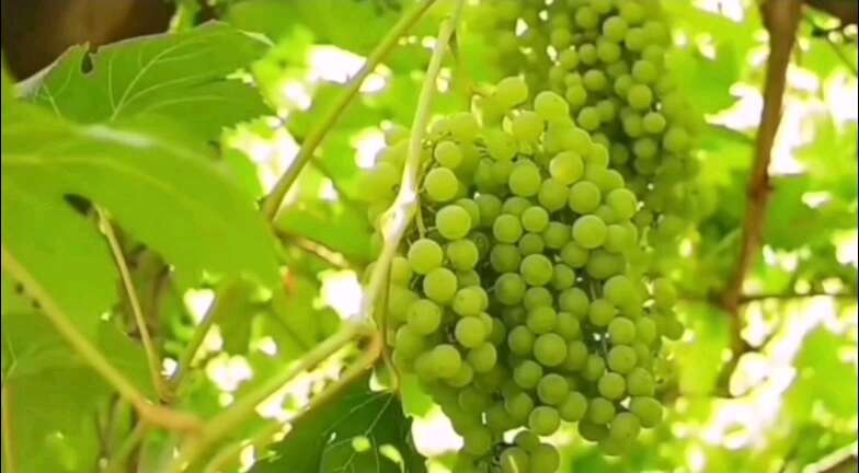 包邮~新疆坚果喀什疆果果芥末味巴旦木仁
