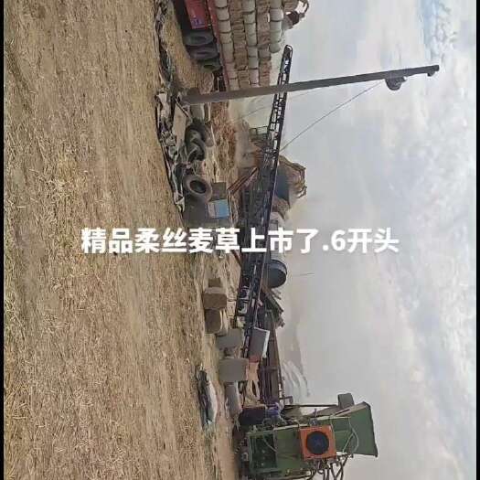 唐河县一手货源2024精品小麦秸秆