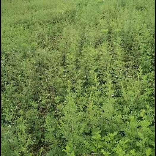 桂林乡村老味道艾草，味道纯正，货源充足有需要的老板请联系我！