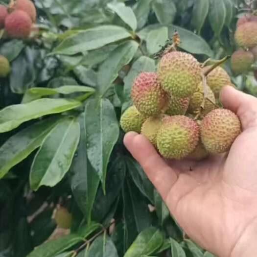 陆河县妃子笑荔枝