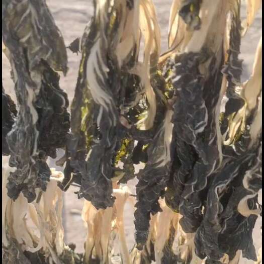 武威夏季白菜干
