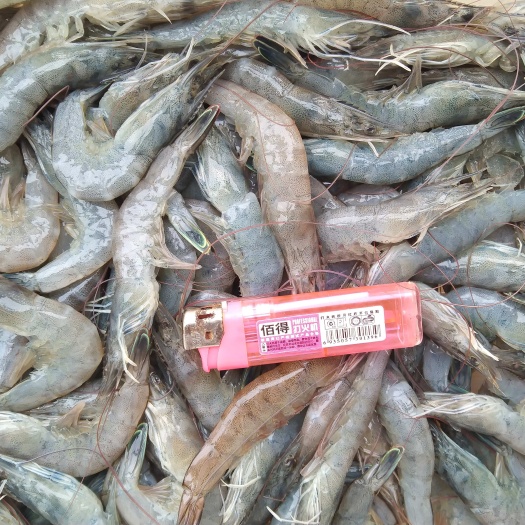北海活体虾