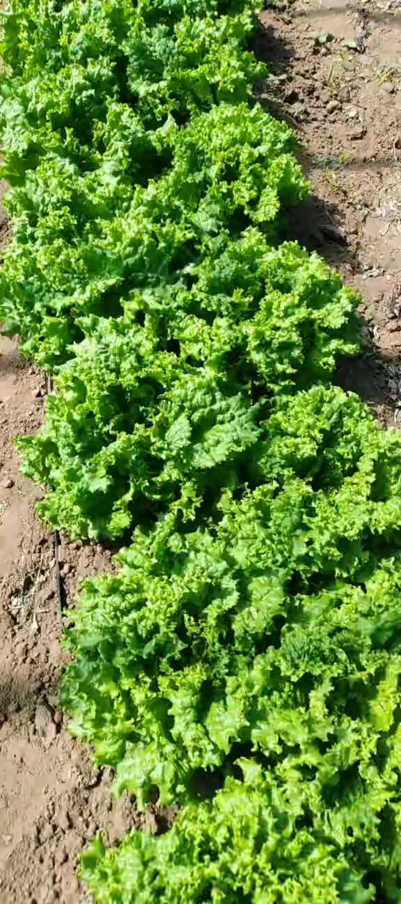 张家口地区散叶生上市中