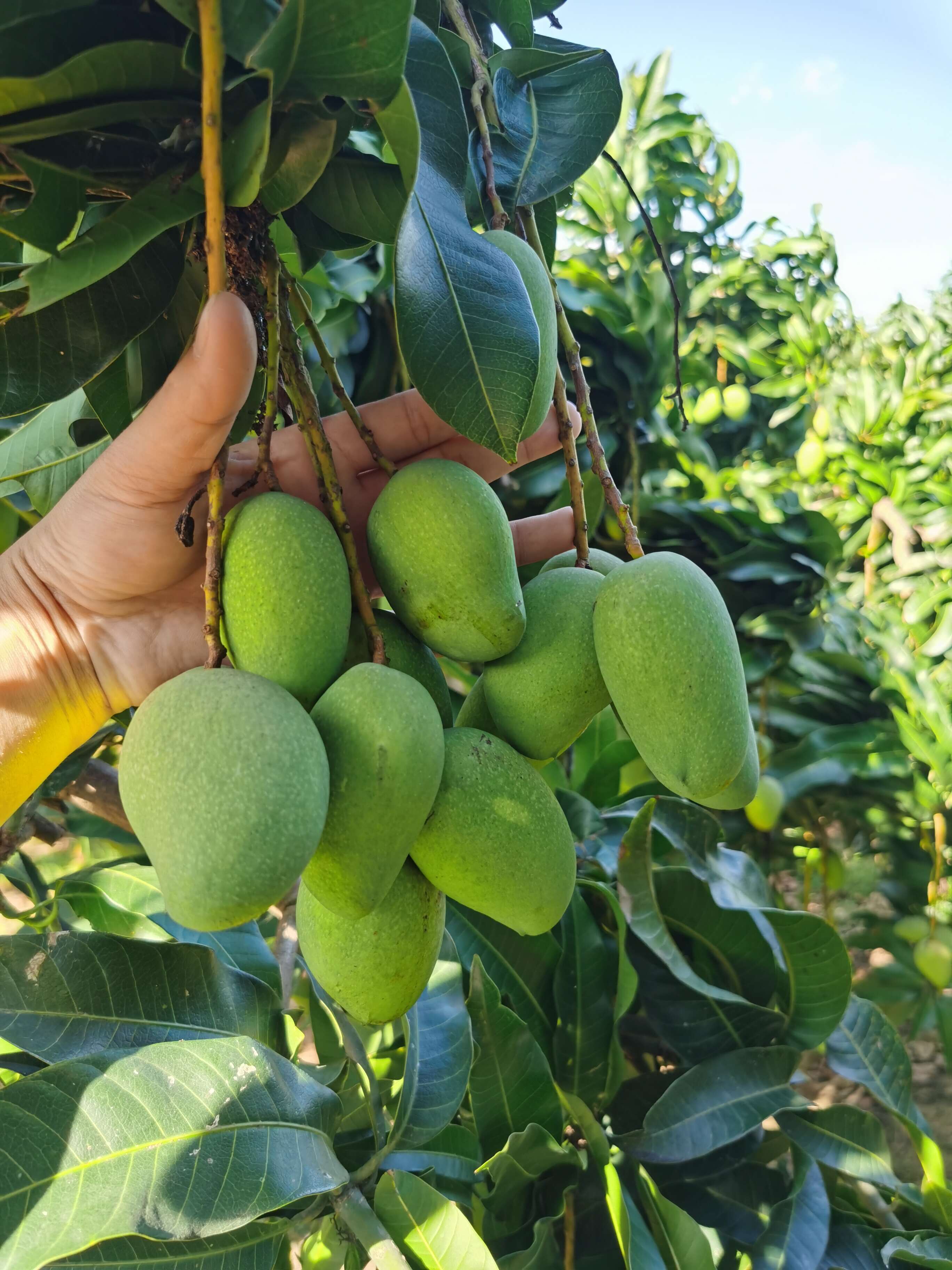 广西甜心小台农芒果，支持电商代发，落地配社区团购，整车发货等