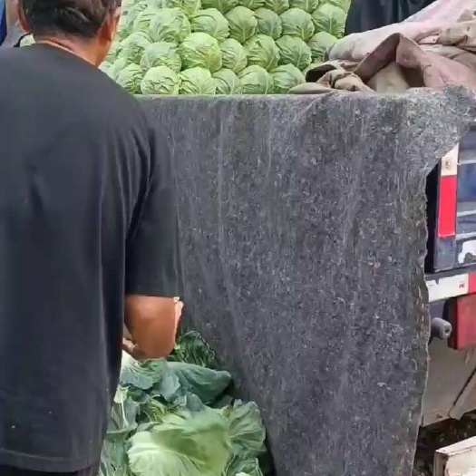 惠民县绿包菜