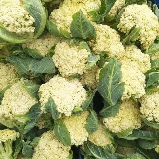上海上海南汇正宗松花菜
