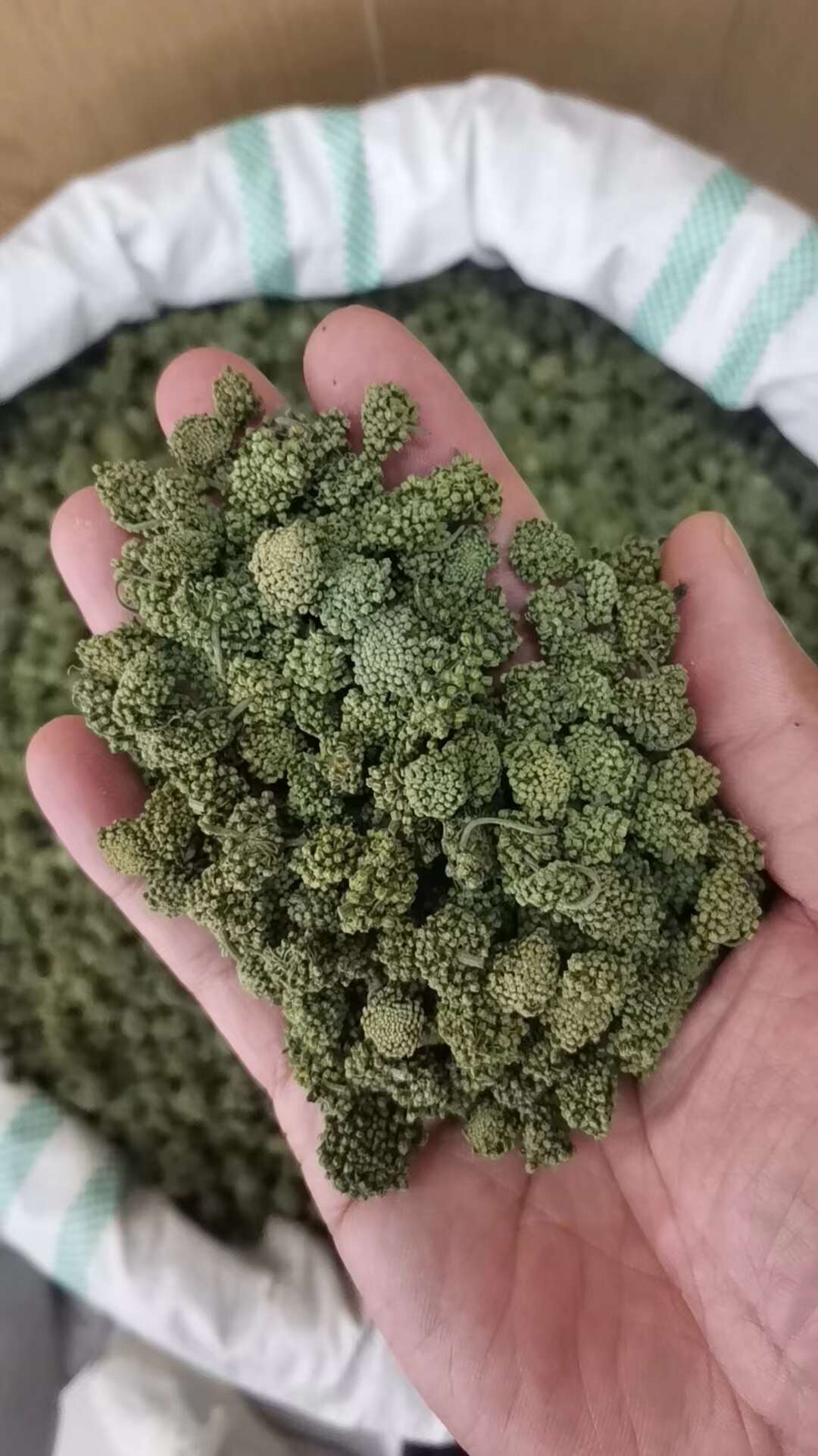 三七花 【实图照片假一赔十】正品三七花