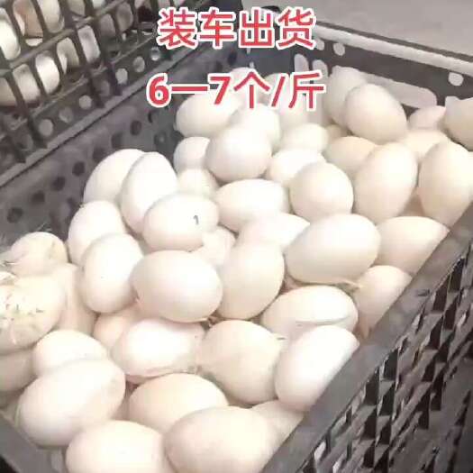 石狮市赤赤的番鸭蛋