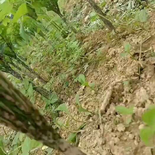 务川县基地农家肥种植魔芋已经出土出苗，需要鲜鲜魔芋的老板欢迎联系