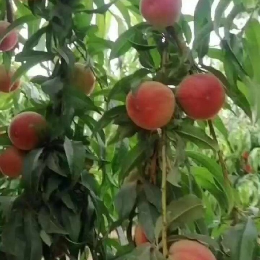威县春丽桃