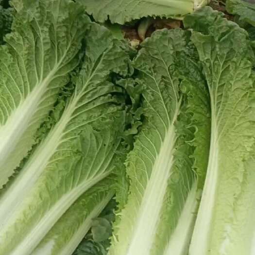 永仁县青麻叶大白菜