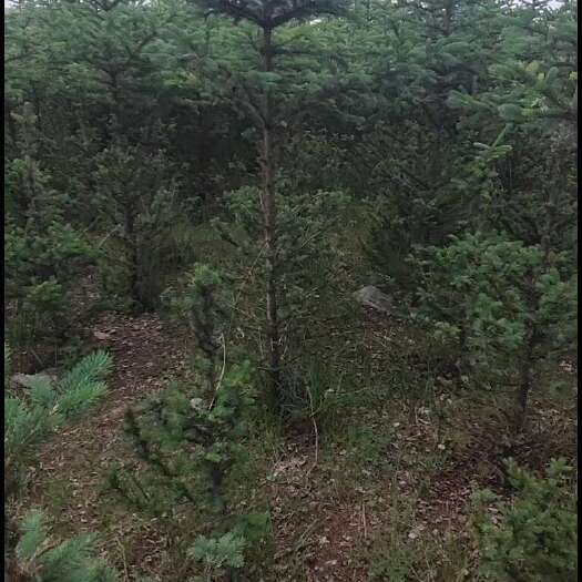 定西占地云杉